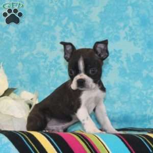 Mango, Boston Terrier Puppy